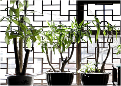 杭州綠植租賃，為生活添彩——花卉綠植租借與代管理的好處