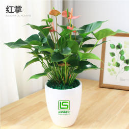 辦公室花卉綠植租賃 花木銷售、花木出租、綠化工程等