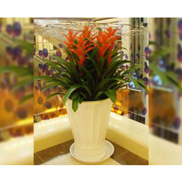 專業(yè)綠植花卉租賃服務(wù)——合肥軒晨園藝，打造商場(chǎng)活力空間