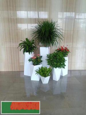 中山花卉綠植租擺 打造宜居生態(tài)空間，盡享綠色之美